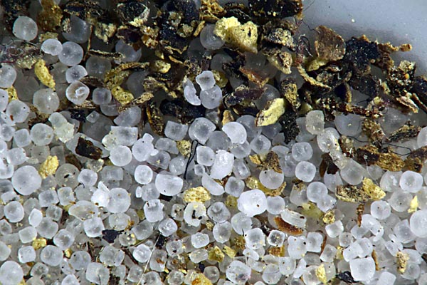 Salt and peppper with reversed Pentax 67 105 mm f/2.4 lens Zerene Stacker PMax stack of 23 images